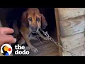 Dog Chained For 19 Years Finally Gets To Feel What Freedom Is | The Dodo