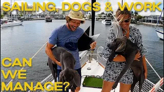 SAILING with DOGS is THE BEST EXPERIENCE | Sailing Zephyr – Ep. 172