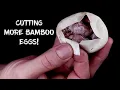 More Bamboo Ball Python Eggs are Hatching See the Results