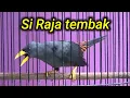 Download Lagu Jalak rio rio Konslet Durasi Istimewa