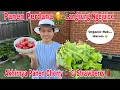 Download Lagu Panen cherries 🍒 a strawberry 🍓 \u0026 Sayur Selada! langsung ngejuice di Taman 😅 Download Lagu Panen cherries 🍒 a strawberry 🍓 \u0026 Sayur Selada! langsung ngejuice di Taman 😅
