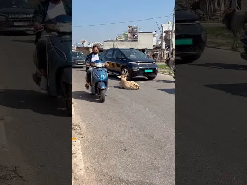 सड़क के बीच बैठी थी नन्ही बछिया, गाड़ियों से बाल-बाल बची जान! 🥺#animals #animalshorts #animalrescue