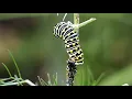 The Caterpillar the ExoSkeleton