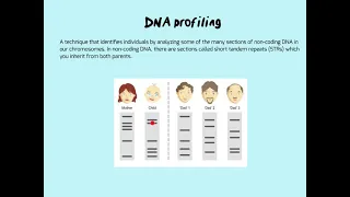 DNA profiling how to answer questions on these diagrams
