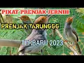 Download Lagu Suara pikat prenjak kepala merah terbaru 2023, suara jernih agar burung cepet ngumpul