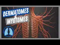 Dermatomes Myotomes Made Easy