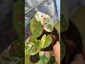 Download Lagu Nak daun keladi cantik dan cepat besar