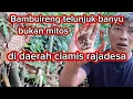 Bambuireng telunjuk banyu bukan mitos Di daerah ciamis rajadesa