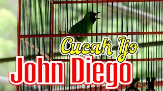 Download FULL PENAMPILAN CUCAK IJO JOHN DIEGO DI GANTANGAN By HoBi ID MP3