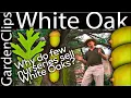White Oak - Quercus alba