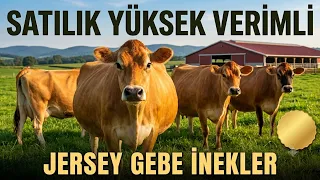 Satılık jersey inekler 3 ağustos 2026