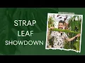 🕵️ Which Strap Leaf Anthurium is the Best? Find Out Here! 🌱