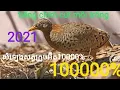 Download Lagu Tiếng Chim Cút Mồi siêu đỉnh không tạp âm!! ăn mới cựsc nhạy bây Thành công 1000% (2021)