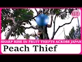 Download Lagu Fruit thefts on the rise across Japan