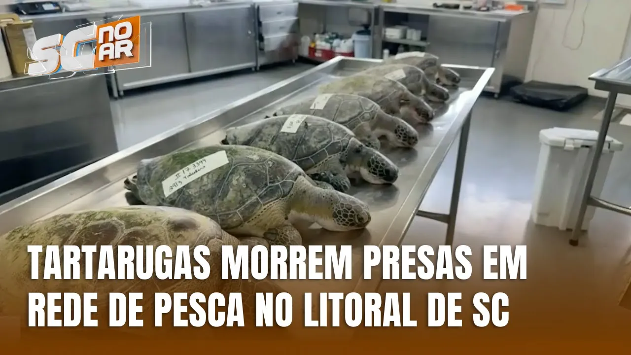 Sete tartarugas verdes são encontradas mortas em Barra Velha