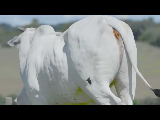 Matriz Nelore NJAS - 18