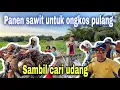 Download Lagu PALM OIL HARVEST TO RETURN TO PANDA⁉️ ALSO LOOKING FOR SHRIMP IN THE PALM OIL PLANTATION