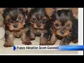 Puppy adoption scam exposed