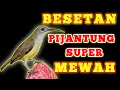 Download Lagu suara pijantung pisang betina gacor | Little Spiderhunter