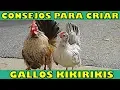 7 Important Tips for Caring for Your Kikirikis