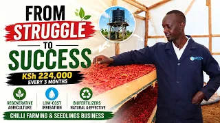 how a former alcoholic earns ksh 224 000 every 3 months from chilli farming u0026 seedlings production