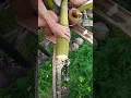 Download Lagu Toddy tapping from coconut tree 🌴 #toddy #coconutwine #coconutflower #coconut
