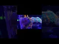 Download Lagu The Angle  #love#motivation#fun#happiness#beautiful #photography#fish#aquarium #reef #video