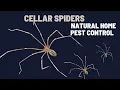 Download Lagu Daddy Long Legs | Cellar Spiders in Your Home