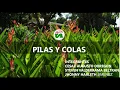 PILAS Y COLAS EN JAVA NETBEANS