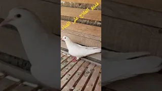 علاج الروشه عند الحمام طبيب الحمام 