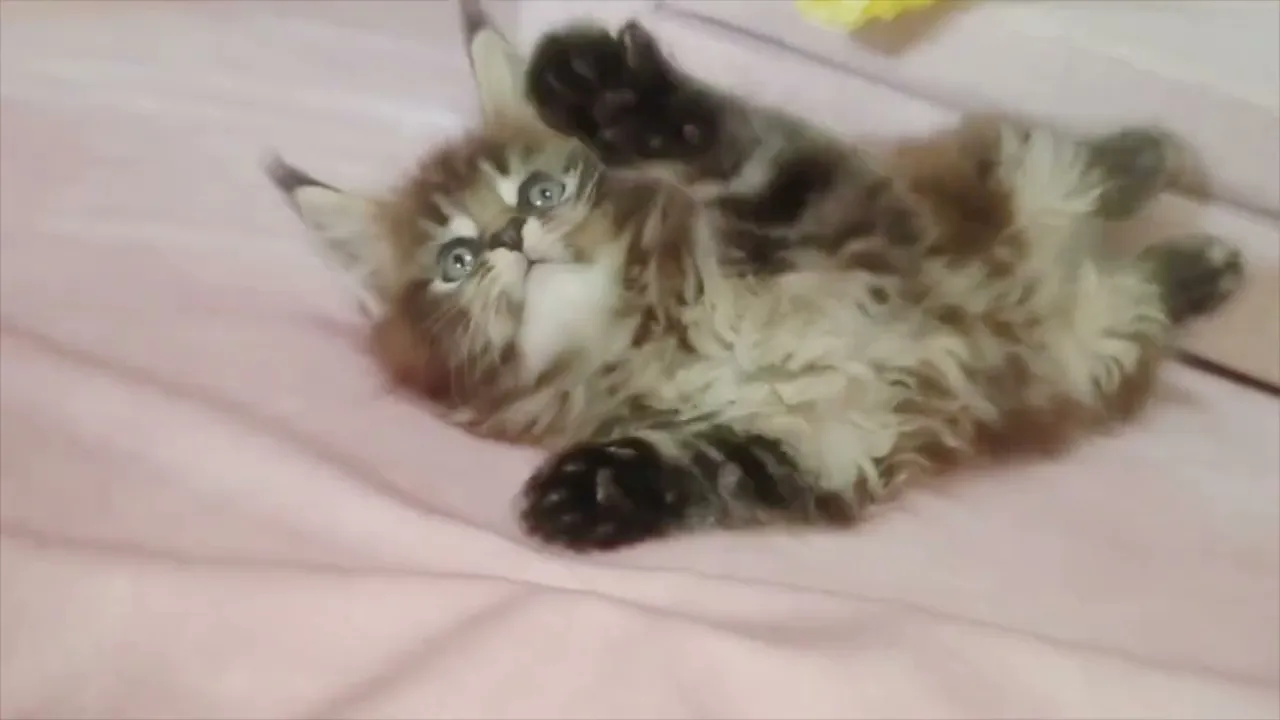 動画