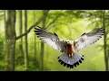 Download Lagu #fdhvelog  Copyright Free Sound | Spring Birds Chirping Sound Effect [FREE DOWNLOAD] Royaltyree