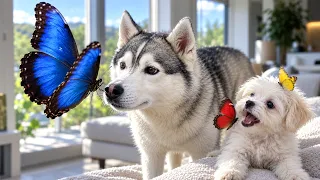 У нас НОВЫЕ ПИТОМЦЫ! Большие Бабочки и Реакция Собак!