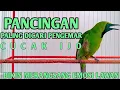 Lagu Pancingan Handal Cucak Ijo Gacor! Jitu Dalam Membuat Ijo Lain Cepat Naik Emosi Langsung Jamtro Emosi