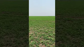 البطانه في الخريف السودان 