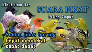 suara pikat burcil ribut paling ampuh 
