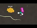 Optimizing Soil for Nitrogen Efficiency