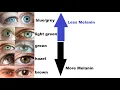 Download Lagu The genetic overlap between various eye colors