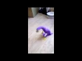 Trash Dove Metal Version