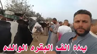 إنهيار سوق البقره الوالده قبل دخول موسم البرسيم ب ٥٨٠٠٠ الف جنيه البقره الوالده الفلاح اشتراها الان 