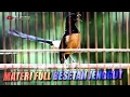 Masteran Murai full besetan CUCAK JENGGOT gaya main neken | shama bird