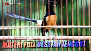 masteran murai full besetan cucak jenggot gaya main neken shama bird