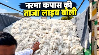 नरमा कपास की ताजा लाइव बोली | Mandi Bhav Today