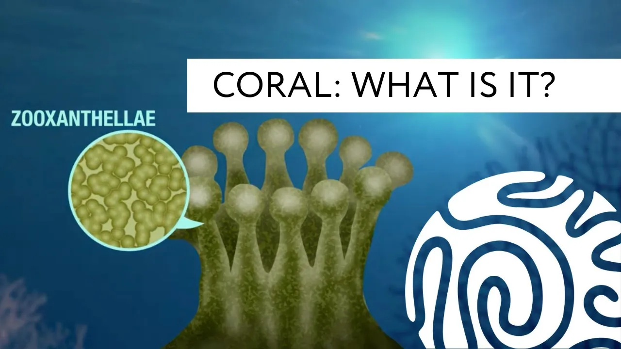 Coral: What is it?