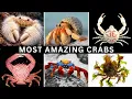 THESE ARMORED CRABS ARE COVERED IN THE WILDEST COLORS