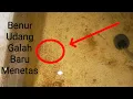 Download Lagu UDANG GALAH BERHASIL.. Menetas Ribuan Ekor