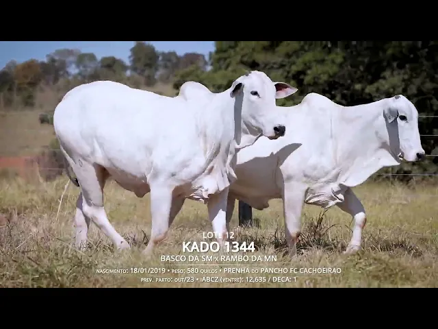 2 Vacas Nelore P.O.