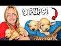 Download Lagu Our DOG is PREGNANT! 9 PUPPIES ADOPTED!