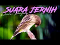 Download Lagu CENGKOK MEWAH BIKIN JUARA - MASTERAN BLACKTHROAT GACOR SUARA JERNIH DURASI PANJANG FAVORITE JURI