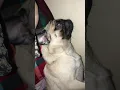 PUG SNORING